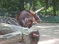 Zoo Cottbus 070